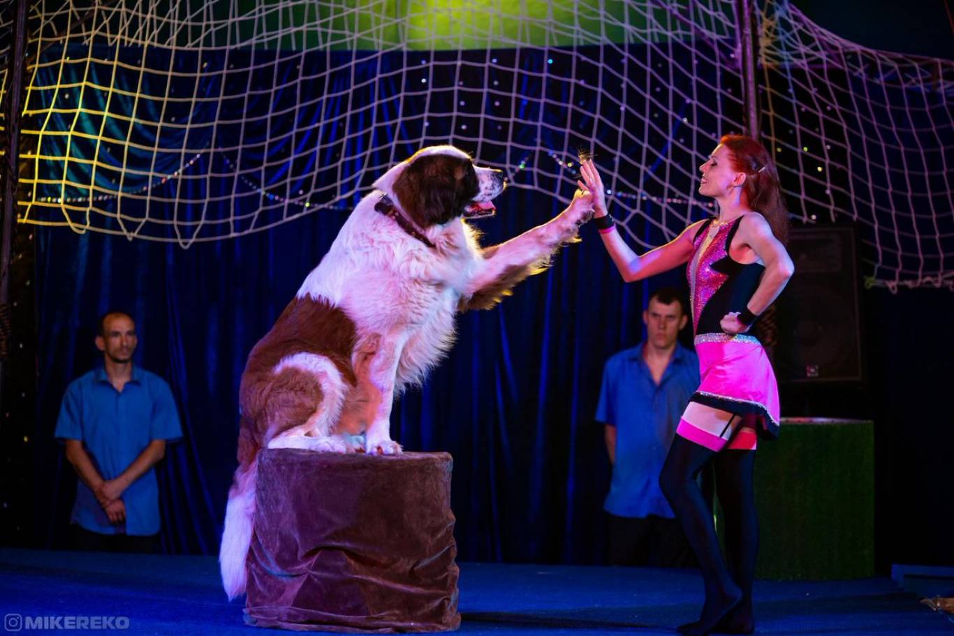 Цирк "Liapin Circus" на підтримку ЗСУ