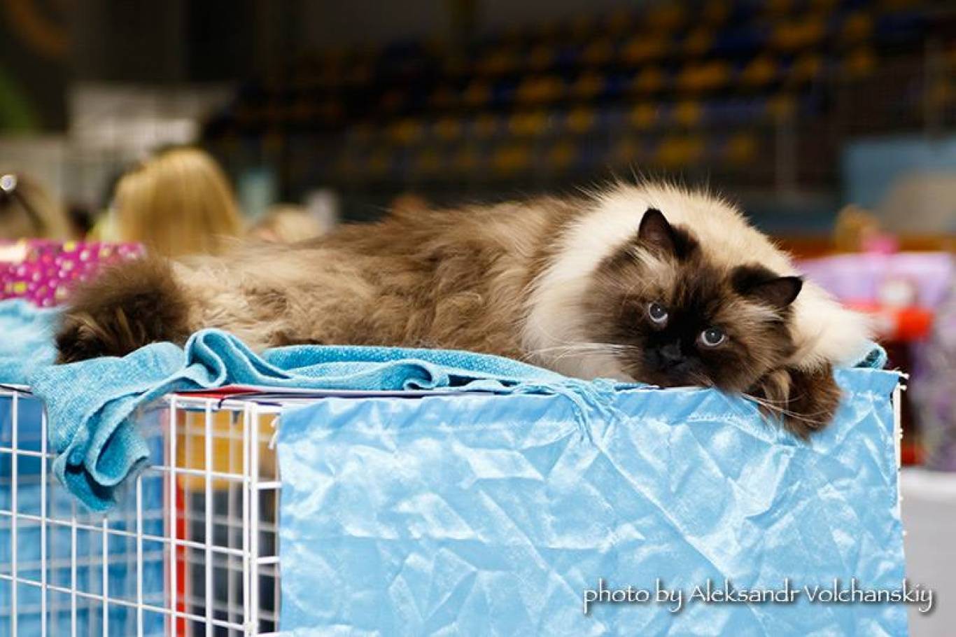 Міжнародна виставка котів