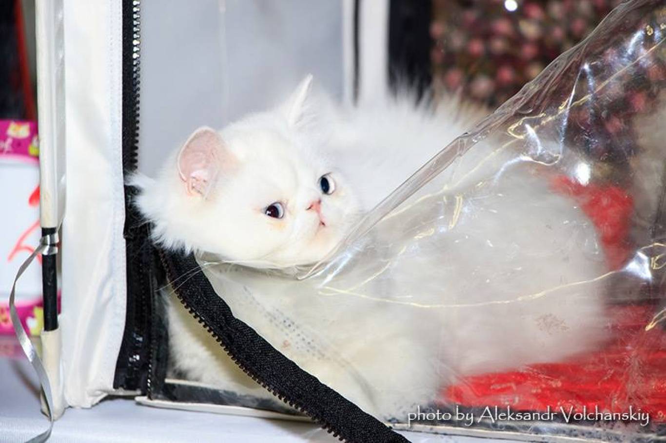 Міжнародна виставка котів