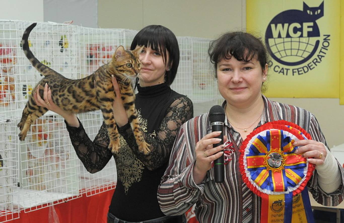 Міжнародна виставка котів