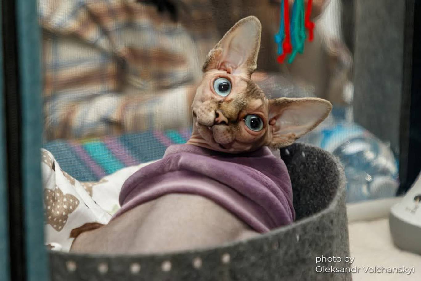 Міжнародна виставка котів