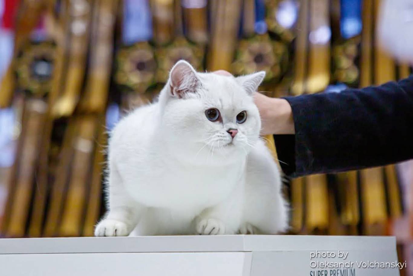 Міжнародна виставка котів