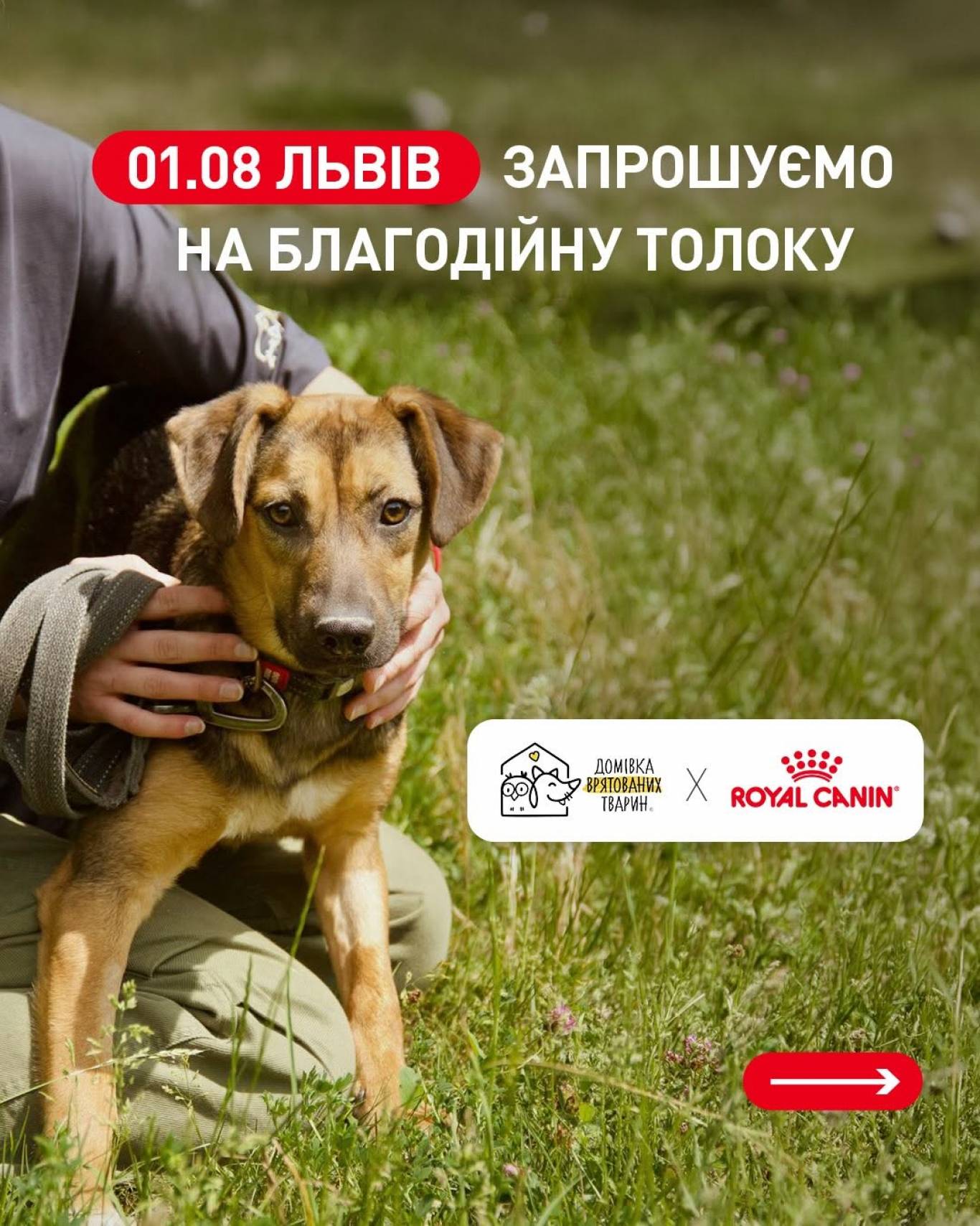 Charity Toloka in Lviv
