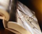 Літературні читання «Своя атмосфера»