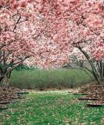 Закарпаття у цвіті сакур