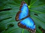 Виставка тропічних метеликів