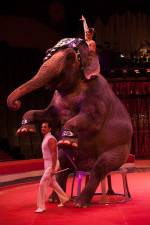 Національний цирк: нова програма «Принцеса Цирку»
