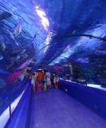 Київський океанаріум: шкільні екскурсії та відвідування гігантського осьмінога
