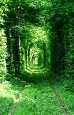 Тунель кохання - Тараканів Форт - Замок Дубно