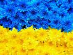 В Києві створять український прапор з квітів для Книги рекордів Гінеса