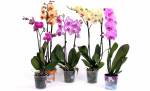 Виставка-продаж орхідей