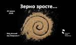 Зерно зросте...