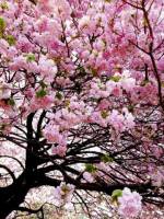 Цвітіння сакури на Закарпатті