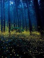 Сни Купальської ночі - арт-терапія на Кайзервальді