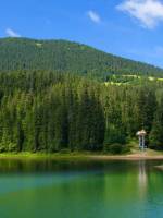 В гості до бурих ведмедів - екскурсія