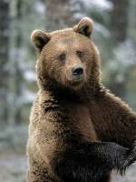 Морозиво для ведмедиків - екскурсія