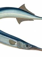 Рыбалка на Черном море