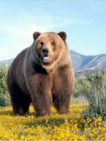 Вечір пам'яті зникаючих видів