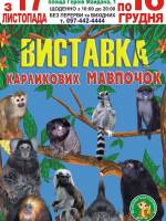 Виставка карликових мавпочок у Кропивницькому