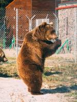 На добраніч, ведмедики - Екскурсія