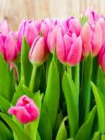 Світанок весни - Концерт