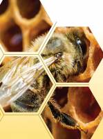 Продуктивне бджільництво 2021 - Виставка