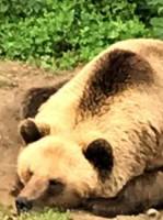 Вкладаємо ведмедів у зимову сплячку - Акція