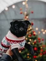 Новорічна МопсоКазка