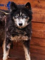 Візьміть на перетримку - ЛКП Лев йде на карантин