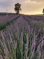 Лавандове поле поблизу Львова
