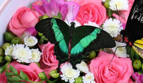 Виставка живих тропічних метеликів у Хмельницькому