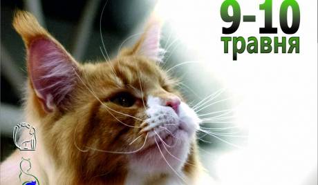 Міжнародна виставка котів