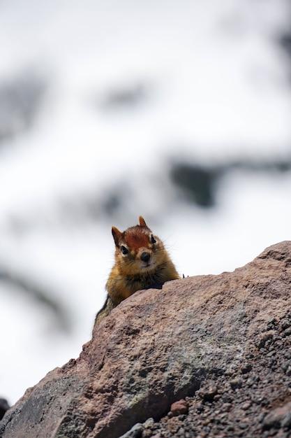 Free photo vertical shot of a chipmunk on a rock