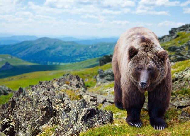 Free photo brown bear in mountains